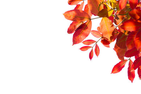 red yellow and orange leaf tree background. Natural background with leaves and bright sunlight.の写真素材
