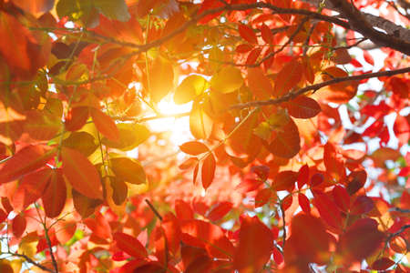 red yellow and orange leaf tree background. Natural background with leaves and bright sunlight.の写真素材