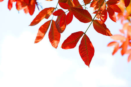 red yellow and orange leaf tree background. Natural background with leaves and bright sunlight.の写真素材