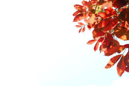 red yellow and orange leaf tree background. Natural background with leaves and bright sunlight.の写真素材