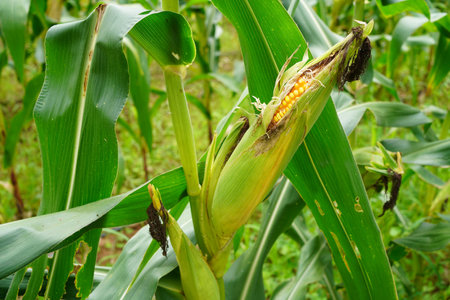 fresh corn organic on agricultural field. Corn Maize Ear with ripe yellow seed on stalk of a fully grown corn plant in cultivated agricultural field.の写真素材
