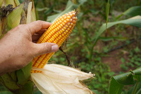 fresh corn organic on agricultural field. Corn Maize Ear with ripe yellow seed on stalk of a fully grown corn plant in cultivated agricultural field.の写真素材
