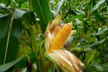 fresh corn organic on agricultural field. Corn Maize Ear with ripe yellow seed on stalk of a fully grown corn plant in cultivated agricultural field.の写真素材