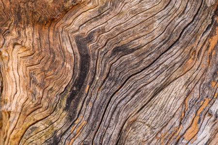 close up of abstract old wooden texture. dry brown wooden floor with uneven texture.の写真素材