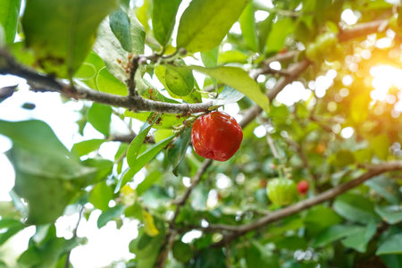 Acerola cherry on the tree with water drop, High vitamin C and antioxidant fruits. Fresh organic Acerola cherry on the tree.の写真素材