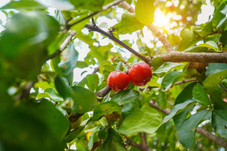 Acerola cherry on the tree with water drop, High vitamin C and antioxidant fruits. Fresh organic Acerola cherry on the tree.の写真素材
