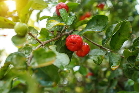 Acerola cherry on the tree with water drop, High vitamin C and antioxidant fruits. Fresh organic Acerola cherry on the tree.の写真素材