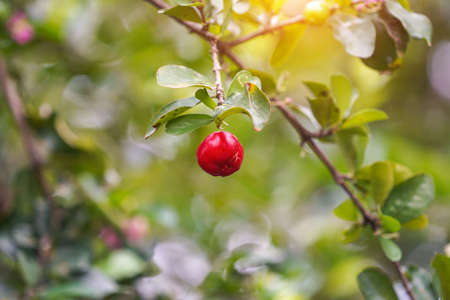 Acerola cherry on the tree with water drop, High vitamin C and antioxidant fruits. Fresh organic Acerola cherry on the tree.の写真素材