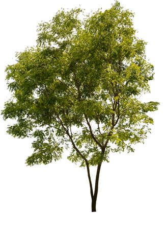 Trees isolated on white background, tropical trees isolated used for design, advertising and architecture.(clipping path)の写真素材