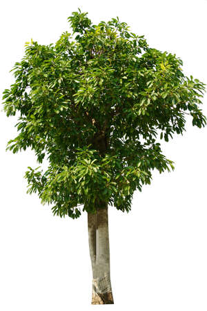 Trees isolated on white background, tropical trees isolated used for design, advertising and architecture.の写真素材