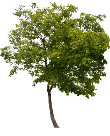 Trees isolated on white background, tropical trees isolated used for design, advertising and architecture.の写真素材