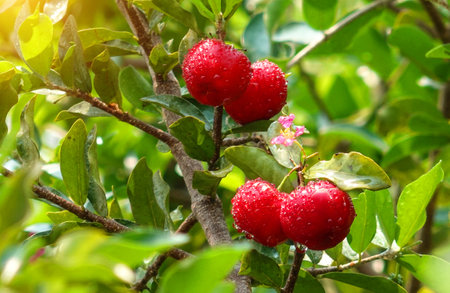 Acerola cherry in white bowl on white wooden background. Fresh organic acerola cherries Thai fruit or acerola cherry on a tree with water droplets, high in vitamin C and antioxidant fruit.の写真素材