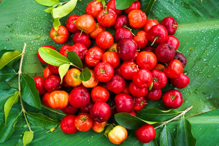 Acerola cherry in white bowl on white wooden background. Fresh organic acerola cherries Thai fruit or acerola cherry on a tree with water droplets, high in vitamin C and antioxidant fruit.の写真素材