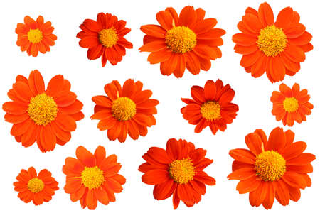 Close up, Design collection set orange a zinnia flower blossom blooming isolated on white background for stock photo, house plants, spring floralの写真素材