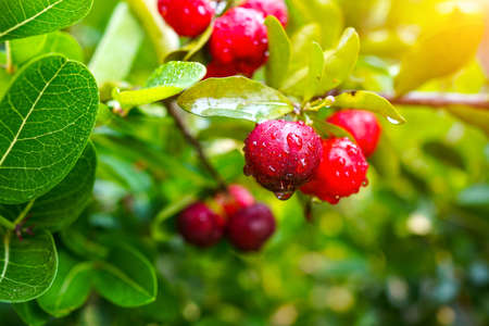 Fresh organic acerola cherries Thai fruit or acerola cherry on a tree with water droplets, high in vitamin C and antioxidant fruit. Selective focus.の写真素材