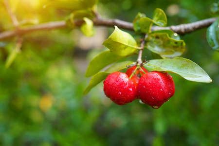 Fresh organic acerola cherries Thai fruit or acerola cherry on a tree with water droplets, high in vitamin C and antioxidant fruit. Selective focus.の写真素材