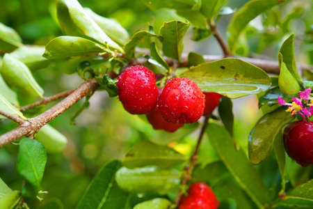 Fresh acerola fruit, typical from Brazil. Red organic Acerola Cherry with half slice and green leaves isolated on white background, High vitamin C and Antioxidant fruitsの写真素材