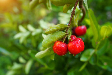 Fresh acerola fruit, typical from Brazil. Red organic Acerola Cherry with half slice and green leaves isolated on white background, High vitamin C and Antioxidant fruitsの写真素材