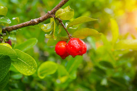 Fresh organic acerola cherries Thai fruit or acerola cherry on a tree with water droplets, high in vitamin C and antioxidant fruit. Selective focus.の写真素材