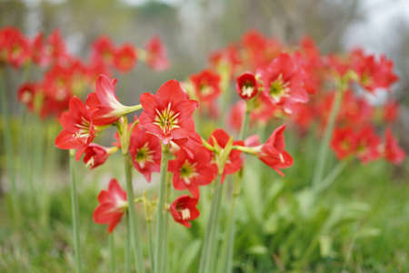Hippeastrum johnsonii Bury or AMARYLLIDACEAE. The distinctive characteristics of this plant are bloom facing in all 4 directions. Hippeastrum johnsonii flowers in the garden nature background.の写真素材
