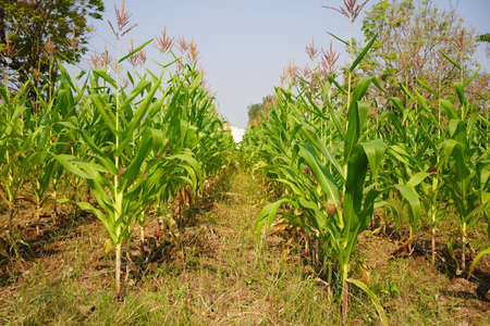 The agricultural waste burning cause of smog and pollution. Fumes produced by the incineration of...