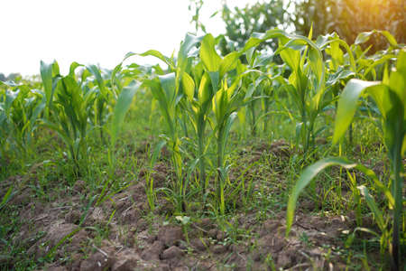 Corn field close up. Selective focus. Green Maize Corn Field Plantation in Summer Agricultural Season. Close up of corn on the cob in a field.の写真素材