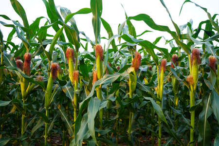 Corn field close up. Selective focus. Green Maize Corn Field Plantation in Summer Agricultural Season. Close up of corn on the cob in a field.の写真素材