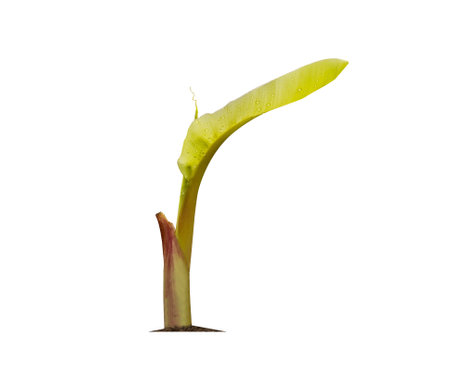 Close up detail lime green, lime green in the garden. Fresh green lemon limes on tree in organic garden.の写真素材