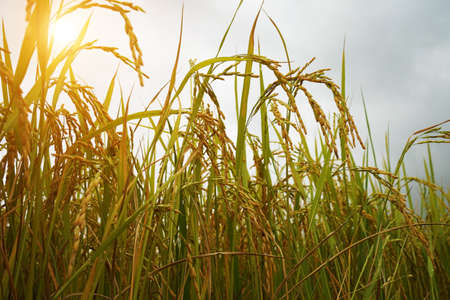 Golden rice field in the morning light, at Thailand. Close to rice field in a day time with beautiful blue sky and cloud in background , agricultural conceptの写真素材