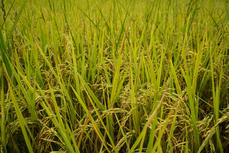 Golden rice field in the morning light, at Thailand. Close to rice field in a day time with beautiful blue sky and cloud in background , agricultural conceptの写真素材