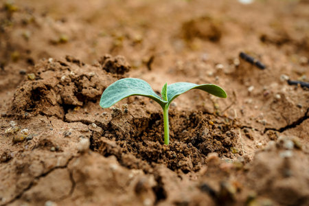 Golf equipment on green grass, ball, glove, tee and golf-club driver, golf gear and equipment on flat lay top viewの写真素材