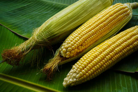 Corn field close up. Selective focus. Green Maize Corn Field Plantation in Summer Agricultural Season. Close up of corn on the cob in a field.の写真素材