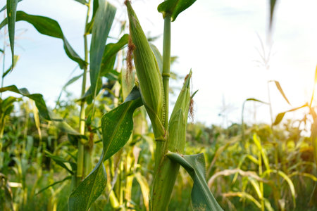 Corn field close up. Selective focus. Green Maize Corn Field Plantation in Summer Agricultural...