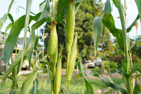 Corn field close up. Selective focus. Green Maize Corn Field Plantation in Summer Agricultural Season. Close up of corn on the cob in a field.の写真素材