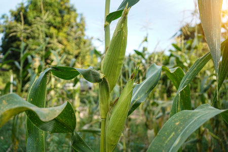 Corn field close up. Selective focus. Green Maize Corn Field Plantation in Summer Agricultural Season. Close up of corn on the cob in a field.の写真素材