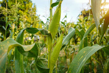 fresh chilli on tree in the farm. Chilli field in agricultural garden,Ripe red chilli on a tree.の写真素材