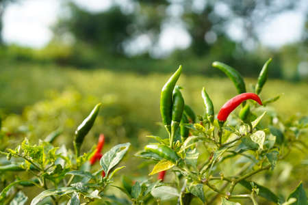 fresh chilli on tree in the farm. Chilli field in agricultural garden,Ripe red chilli on a tree.の写真素材