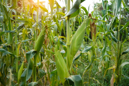 Corn field close up. Selective focus. Green Maize Corn Field Plantation in Summer Agricultural Season. Close up of corn on the cob in a field.の写真素材