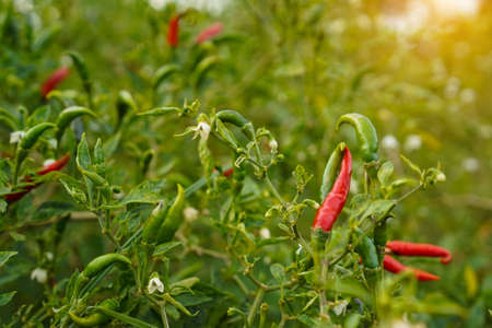 fresh chilli on tree in the farm. Chilli field in agricultural garden,Ripe red chilli on a tree.の写真素材