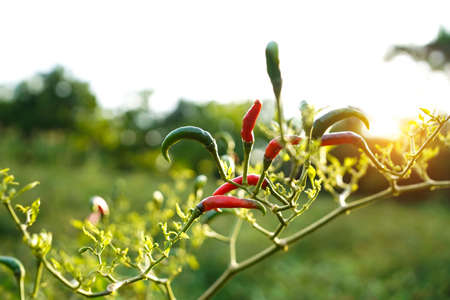 fresh chilli on tree in the farm. Chilli field in agricultural garden,Ripe red chilli on a tree.