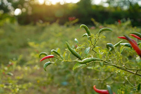 fresh chilli on tree in the farm. Chilli field in agricultural garden,Ripe red chilli on a tree.の写真素材