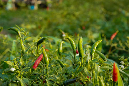 fresh chilli on tree in the farm. Chilli field in agricultural garden,Ripe red chilli on a tree.の写真素材