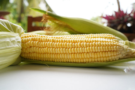 Fresh corn or maize isolated in white background. Raw organic fresh yellow corn on cobs on the table.の写真素材