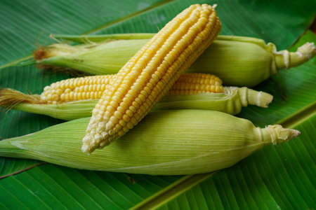 Cobs of ripe raw corn lay on a green banana leaf. Healthy summer food concept. Background, top view,...