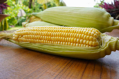 Fresh corn or maize isolated in white background. Raw organic fresh yellow corn on cobs on the table.の写真素材