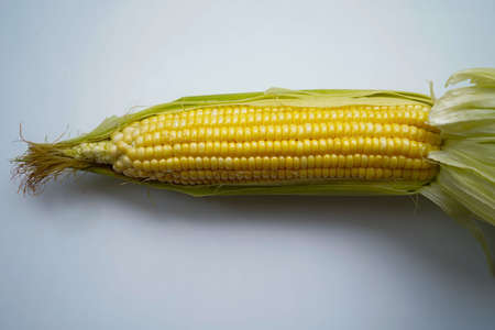 Fresh corn or maize isolated in white background. Raw organic fresh yellow corn on cobs on the table.の写真素材