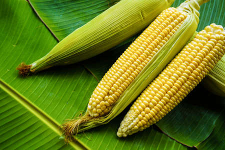 Fresh corn or maize isolated in white background. Raw organic fresh yellow corn on cobs on the table.の写真素材