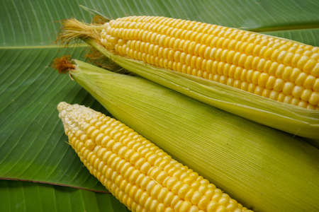 Fresh corn or maize isolated in white background. Raw organic fresh yellow corn on cobs on the table.の写真素材
