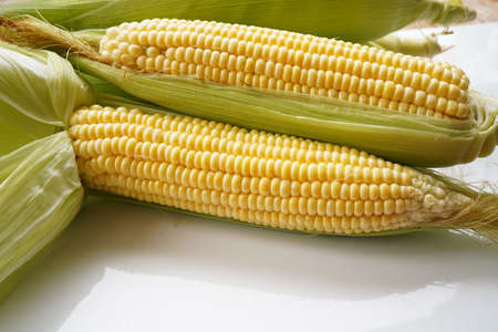 Fresh corn or maize isolated in white background. Raw organic fresh yellow corn on cobs on the table.の写真素材