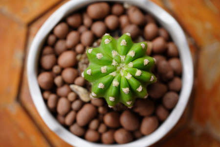 Minimal green cactus houseplant on green background.の写真素材